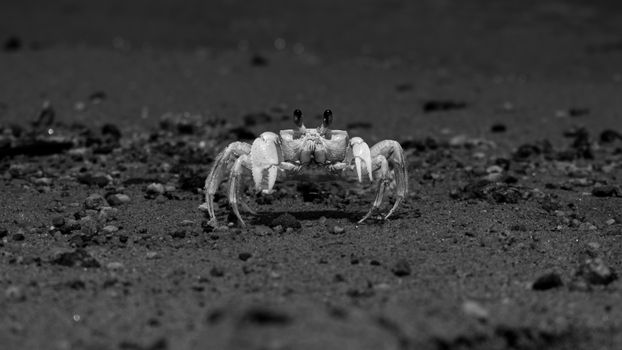 A detailed black and white image of a sand crab on a beach in Ilhabela, Brazil.
