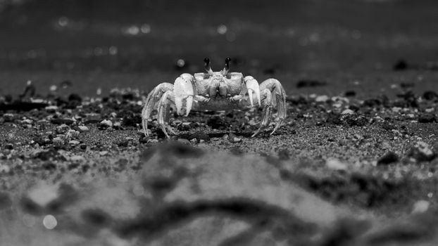 A striking black and white photo of a ghost crab on Ilhabela's beach sand.