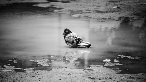 Free A lone pigeon stands in a puddle, reflecting its silhouette in monochrome tones. Stock Photo