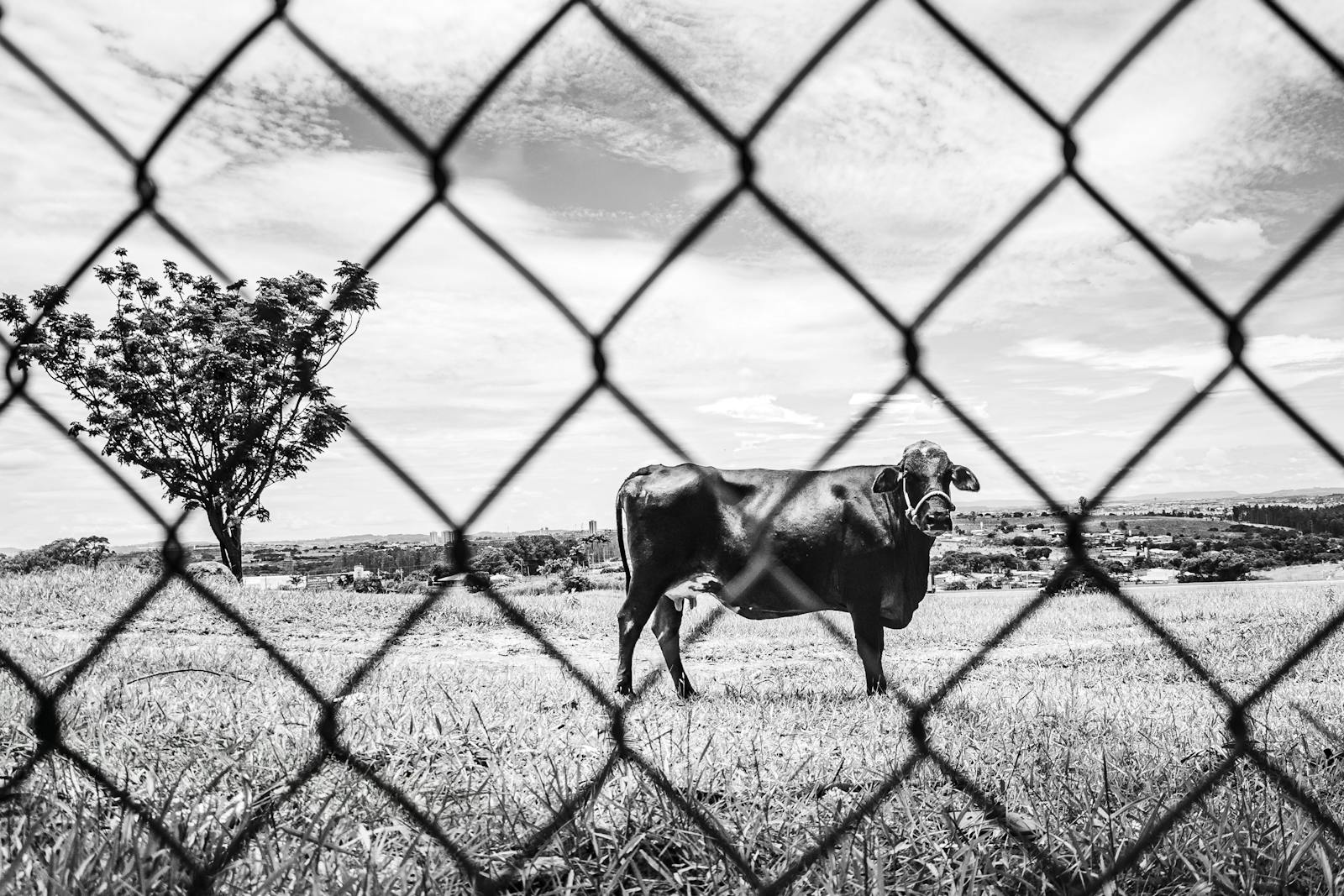 Cow Outline Photos Download The BEST Free Cow Outline Stock Photos cow-outline-photos-download-the-best-free-cow-outline-stock-photos