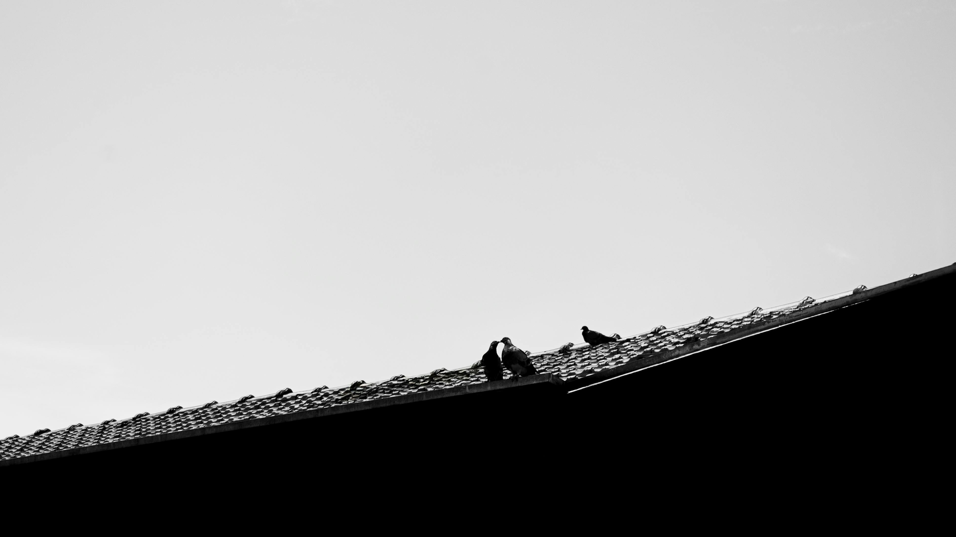 무료 브라질 호르톨란지아의 옥상에 앉아 있는 비둘기의 실루엣입니다. 스톡 사진