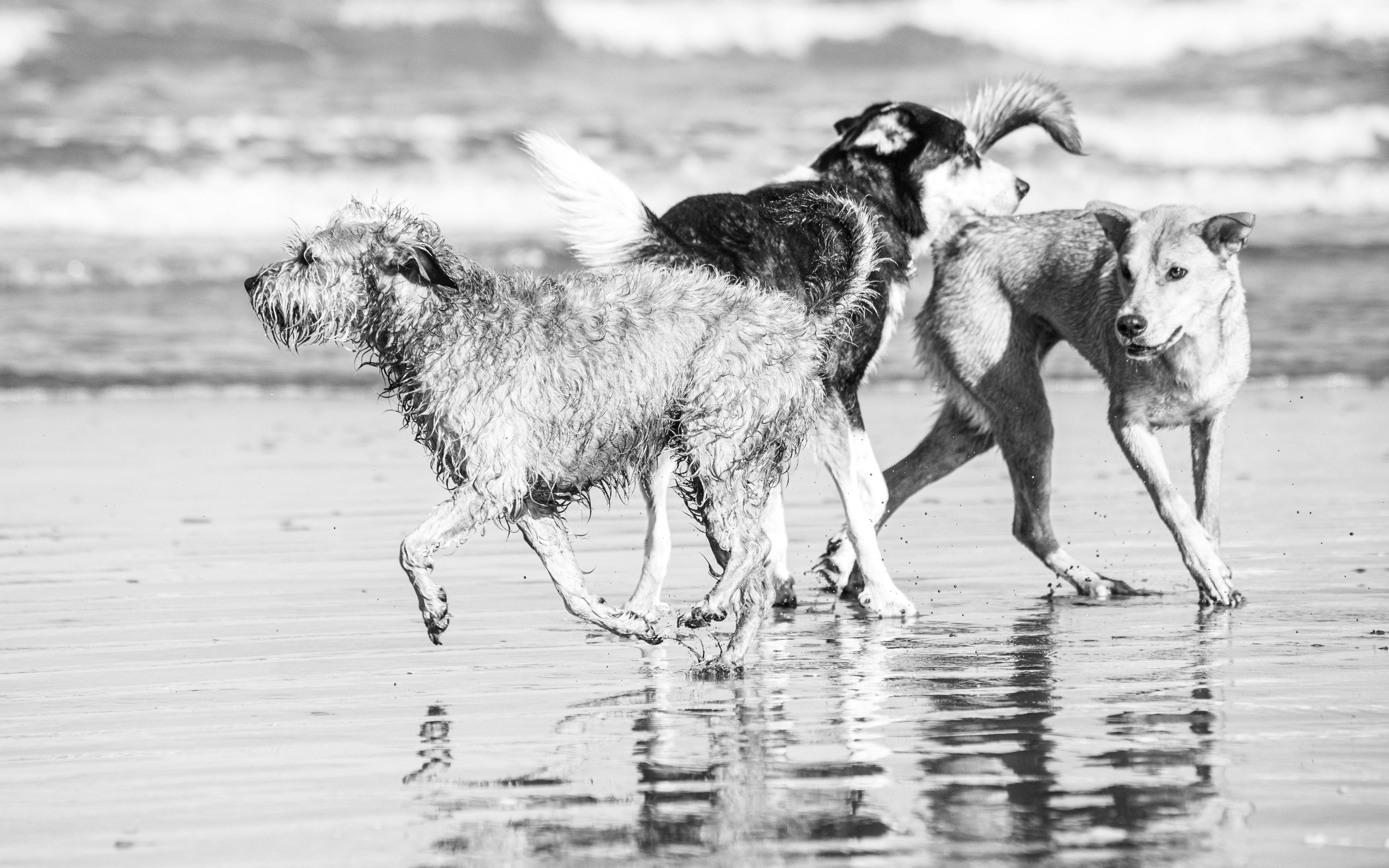 The Evolutionary Advantage of Wet Noses: How It Benefits Dogs in the Wild
