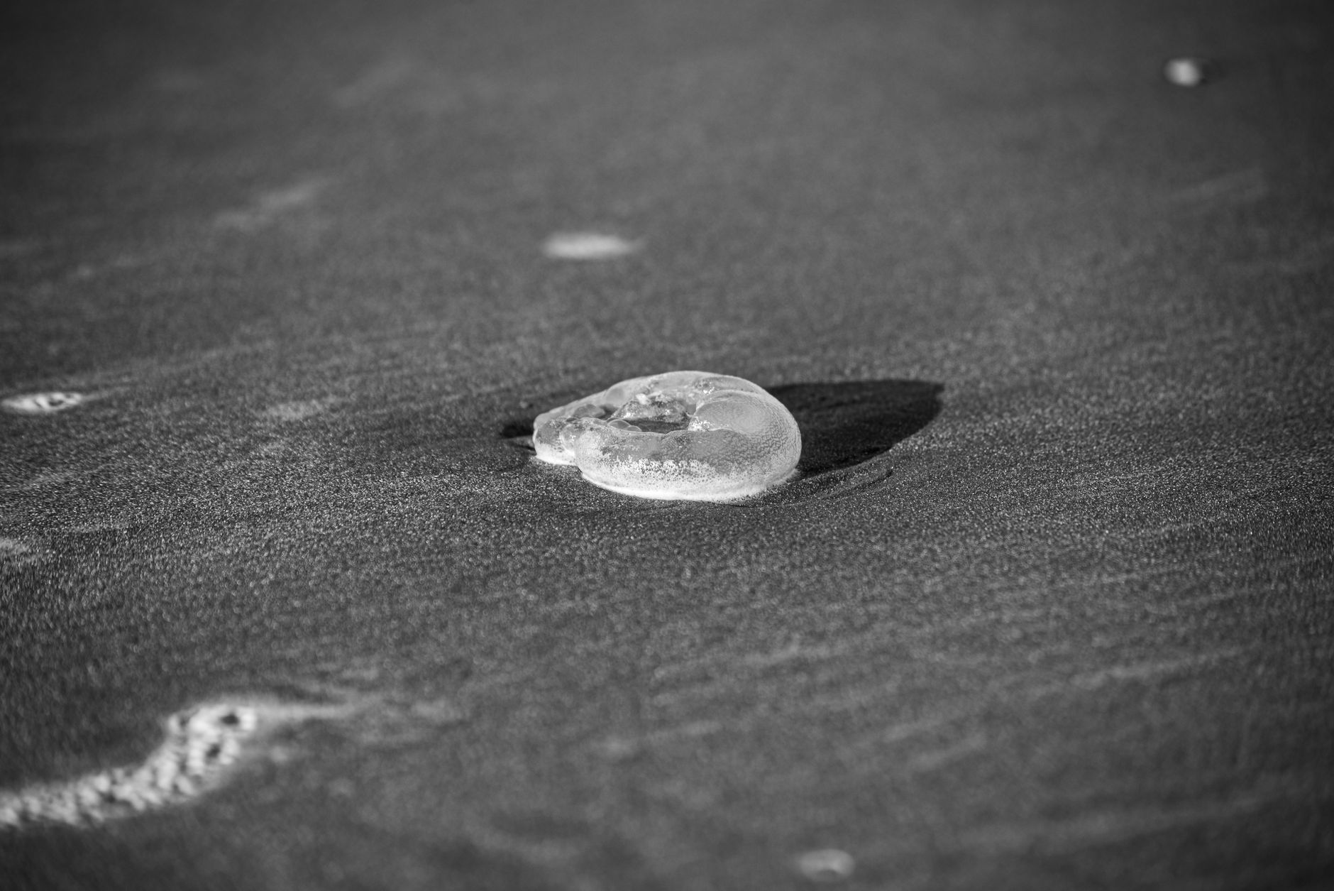 Primer plano de una medusa en una playa de arena en tonos blanco y negro.