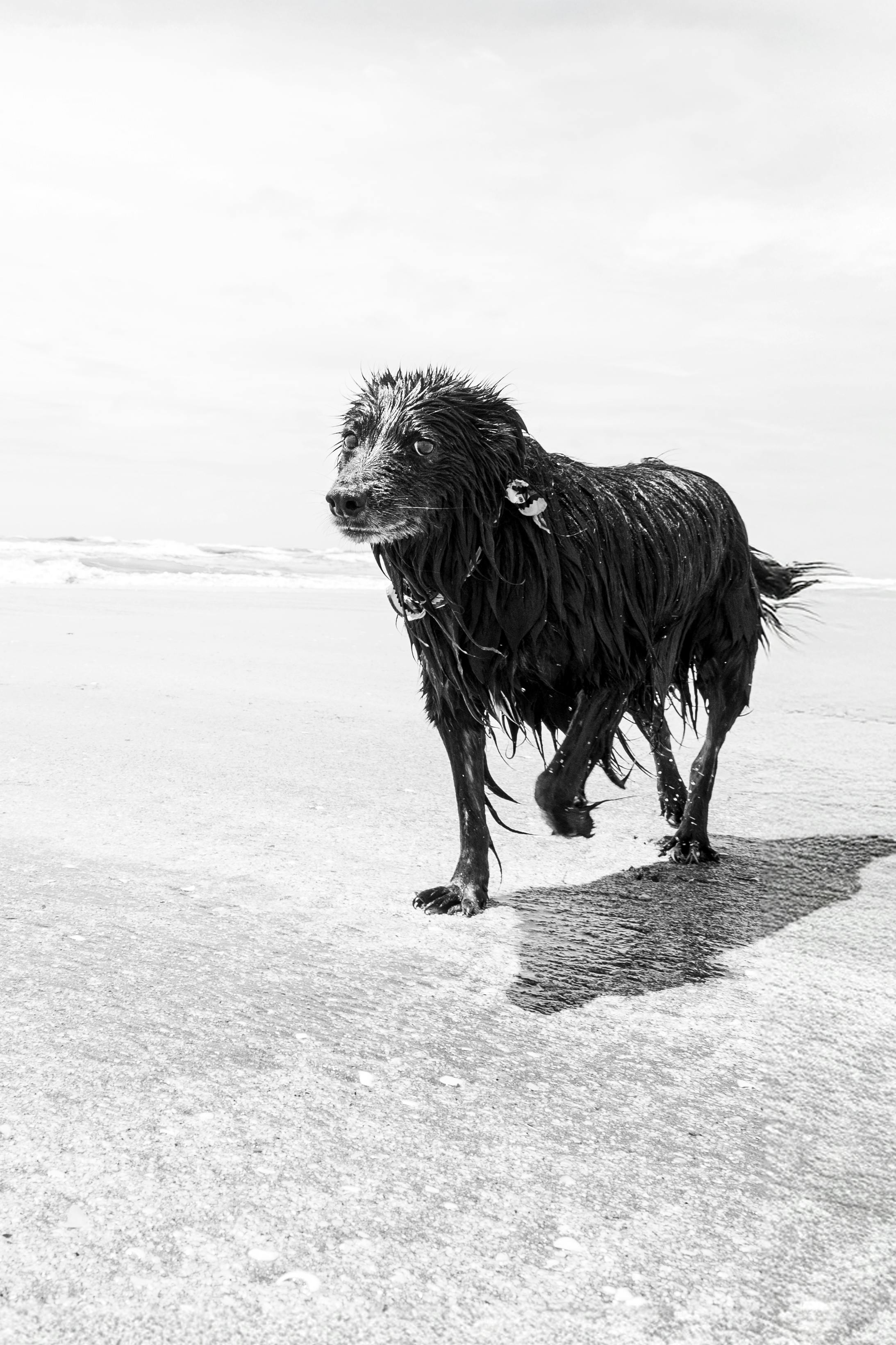 Are Wet Noses a Sign of Emotion in Dogs? Exploring Canine Communication