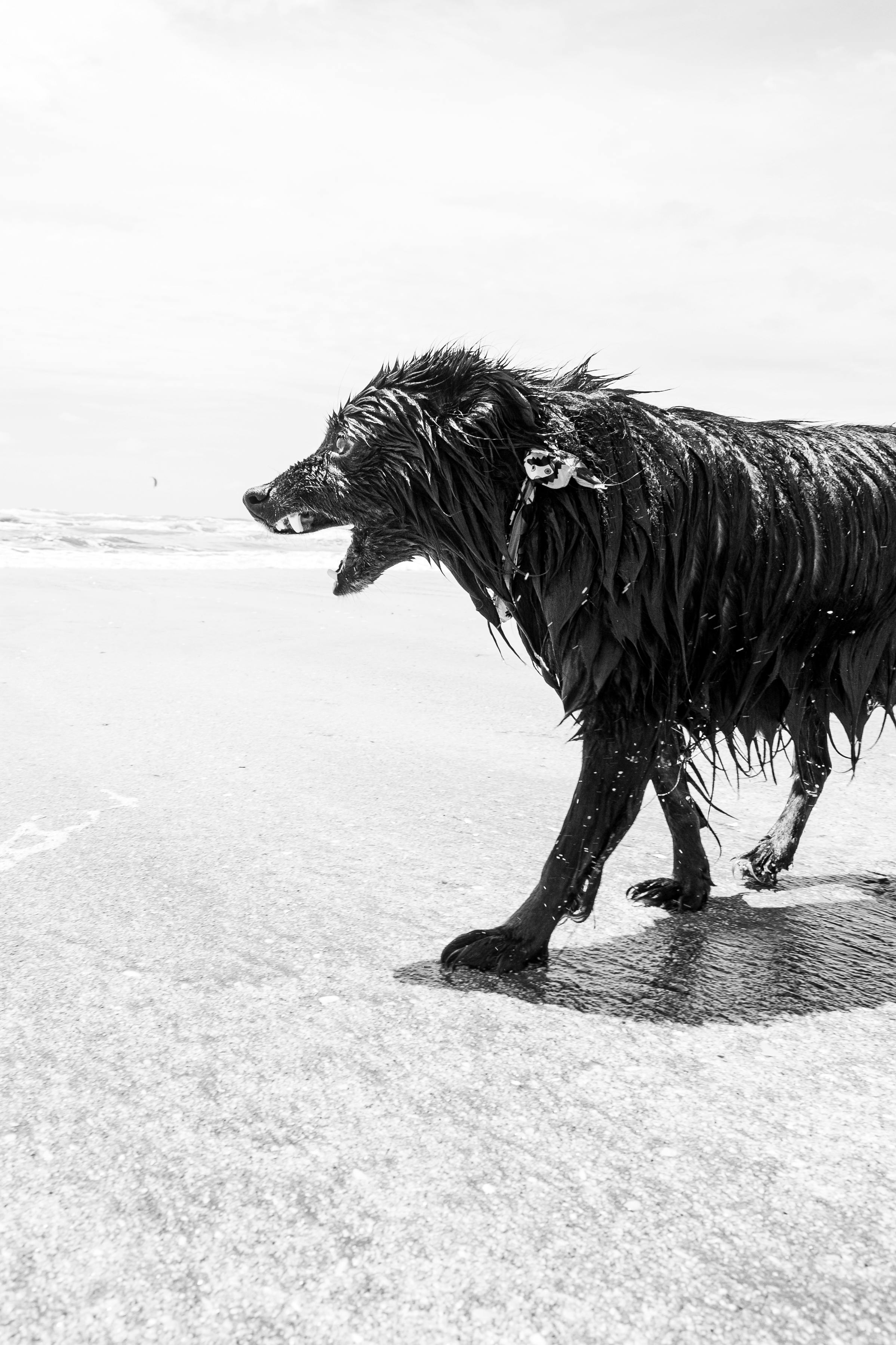 wet dog walking on the beach in black and white