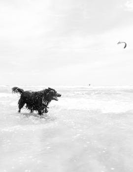 A joyous black dog frolics in the ocean waters at La Lucila del Mar beach, Argentina.