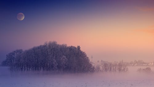 Free Photo Of Trees During Dawn Stock Photo