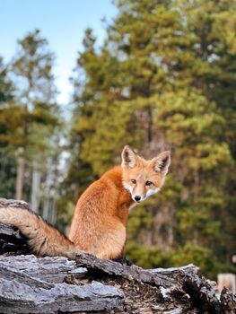 A red fox sits on a log in a forest clearing, surrounded by green trees on a sunny day.