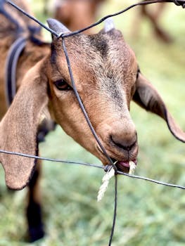 Close-up of a goat chewing grass through a wire fence on a sunny day outdoors.