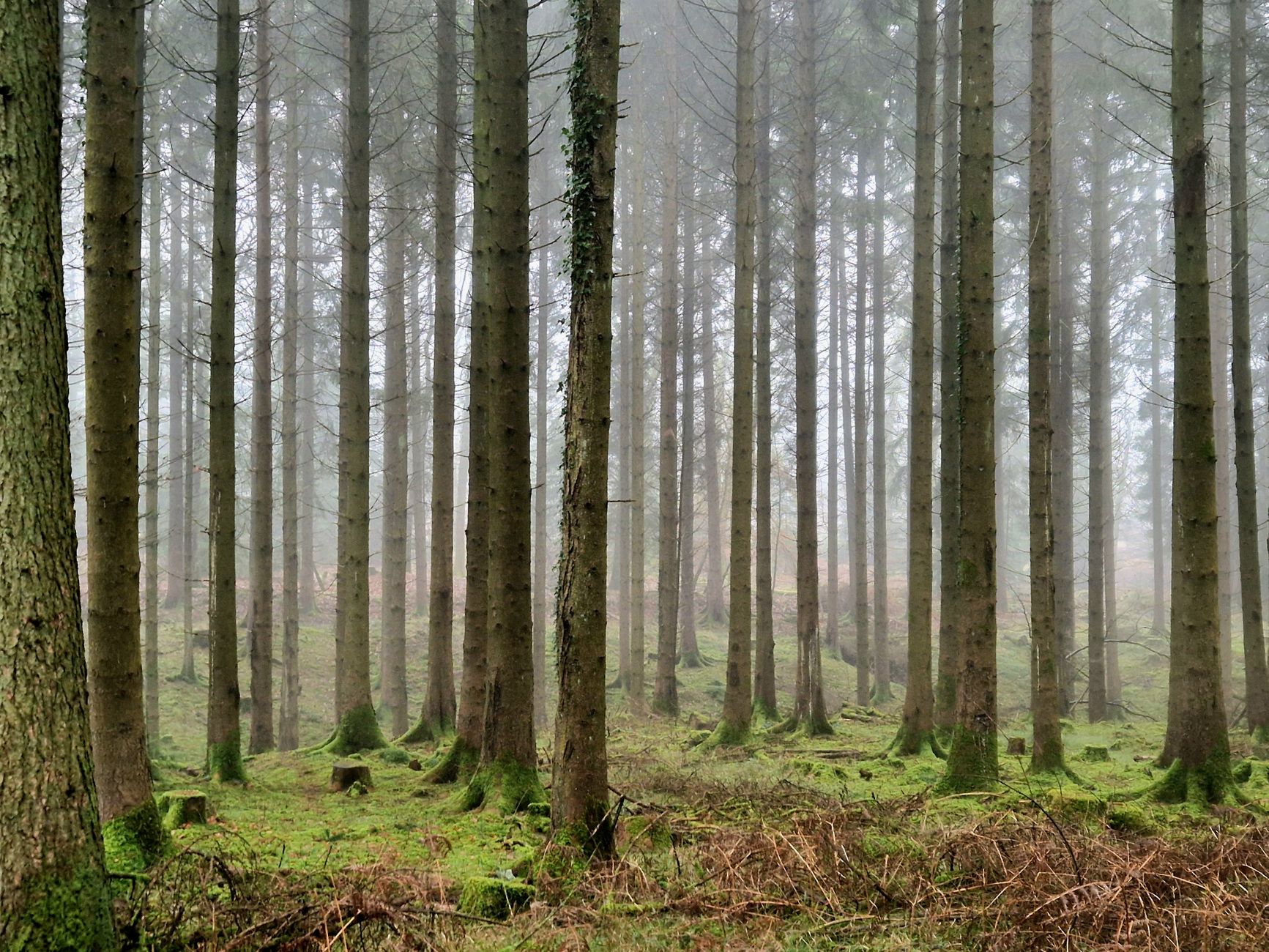 Serene misty ancient woodland in the Forest of Dean, Gloucestershire, England