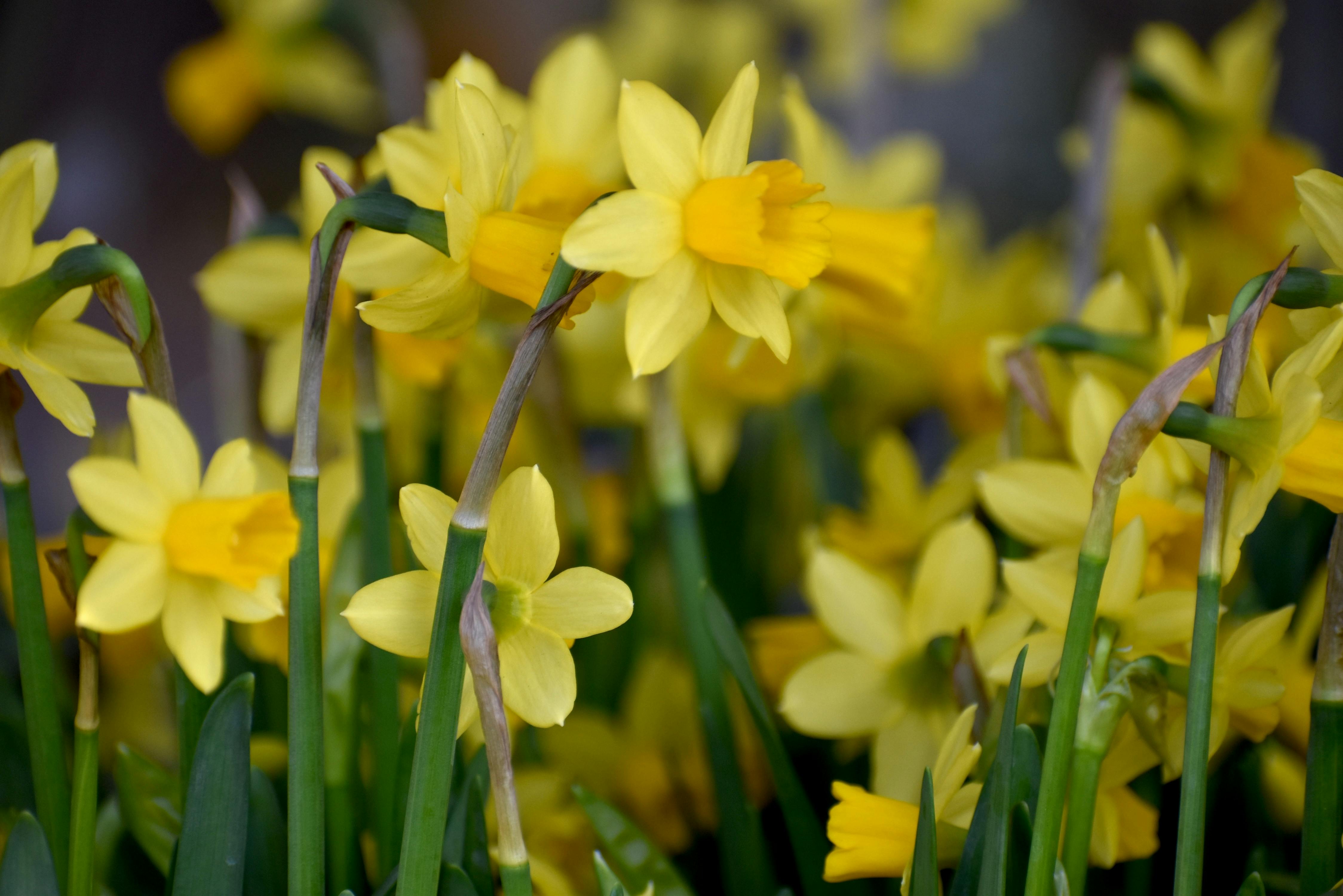‘Deadhead your daffs’ and 4 other essential gardening jobs for the bank holiday weekend — Photo by wr heustis on Pexels