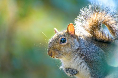 Free A cute squirrel with bushy tail in a sunlit forest, captured in Atlanta. Stock Photo