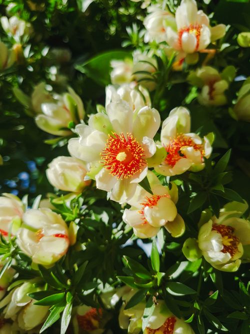 Free Vibrant close-up of white flowers with orange centers, capturing the essence of spring. Stock Photo