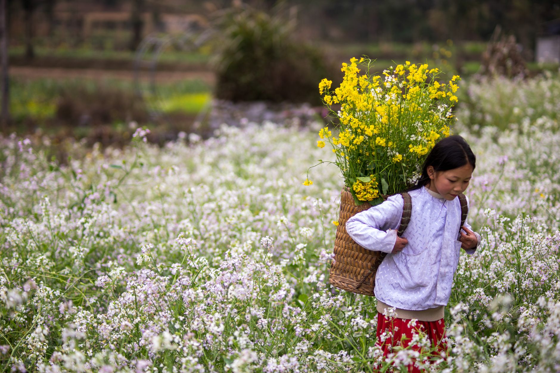A young girl carries a basket of yellow flowers in a Vietnamese flower field.