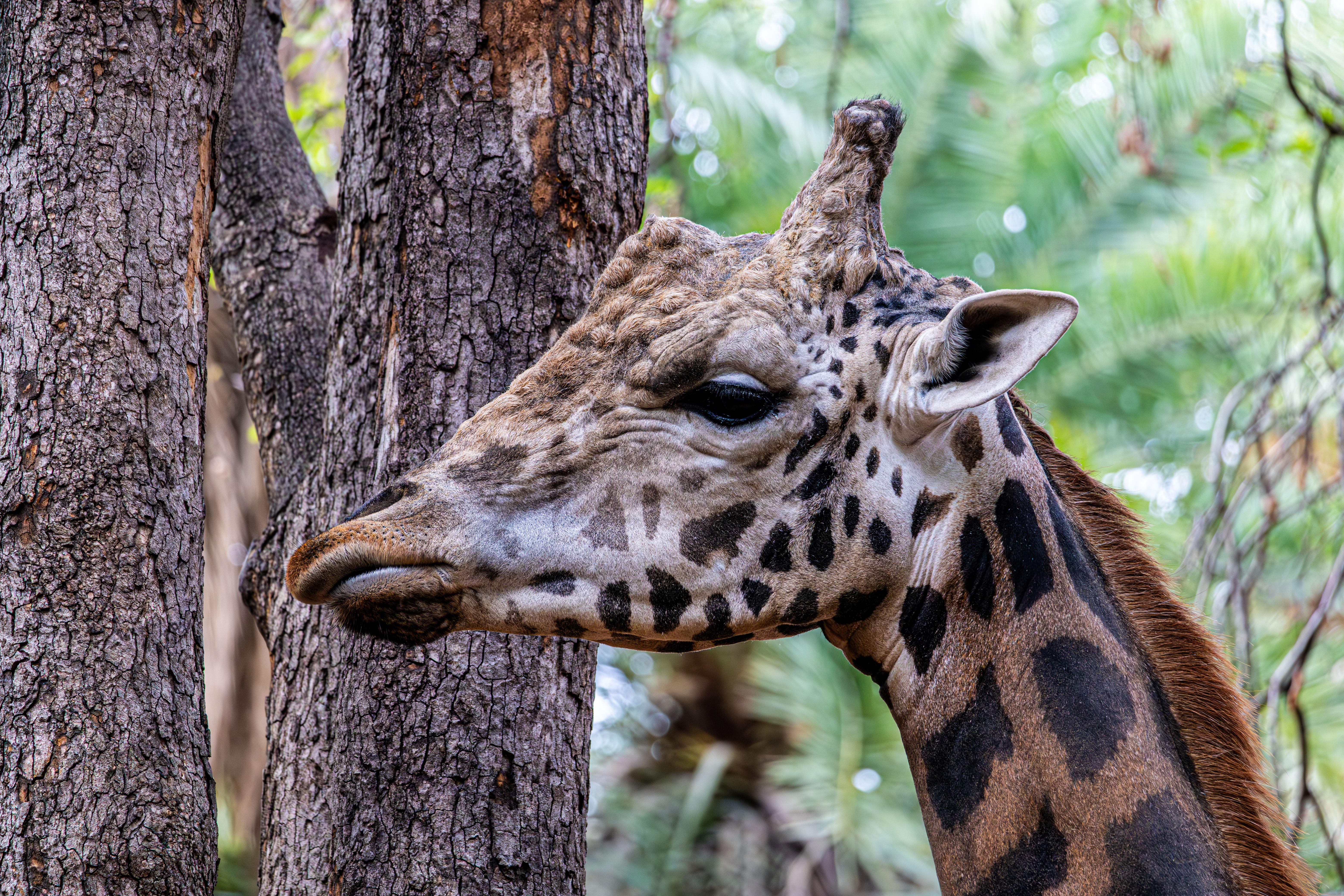 Close-up of a giraffe in the forest, showcasing its unique spots and features.