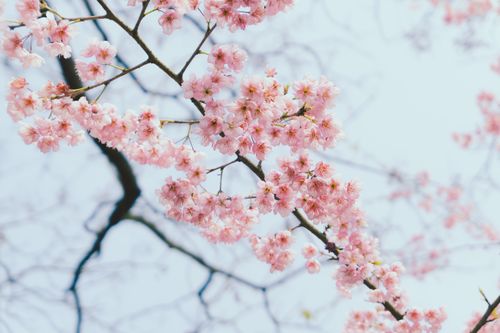 Free Delicate pink cherry blossoms blooming on branches against a clear sky. Stock Photo