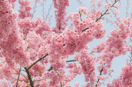 Free Beautiful pink cherry blossoms in full bloom during springtime. Stock Photo