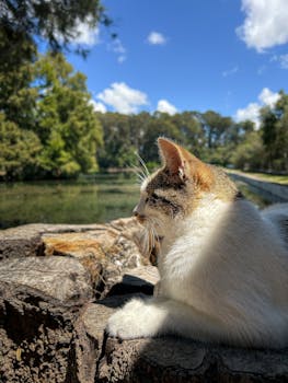 A tranquil scene of a cat at ease by a lakeside in San Lucas el Grande, Puebla, Mexico.