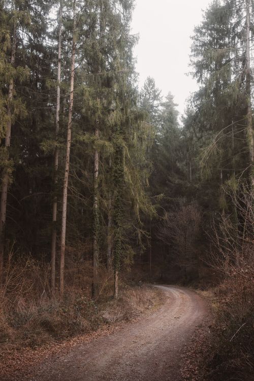Free Discover a peaceful woodland trail winding through a lush, serene forest setting. Stock Photo