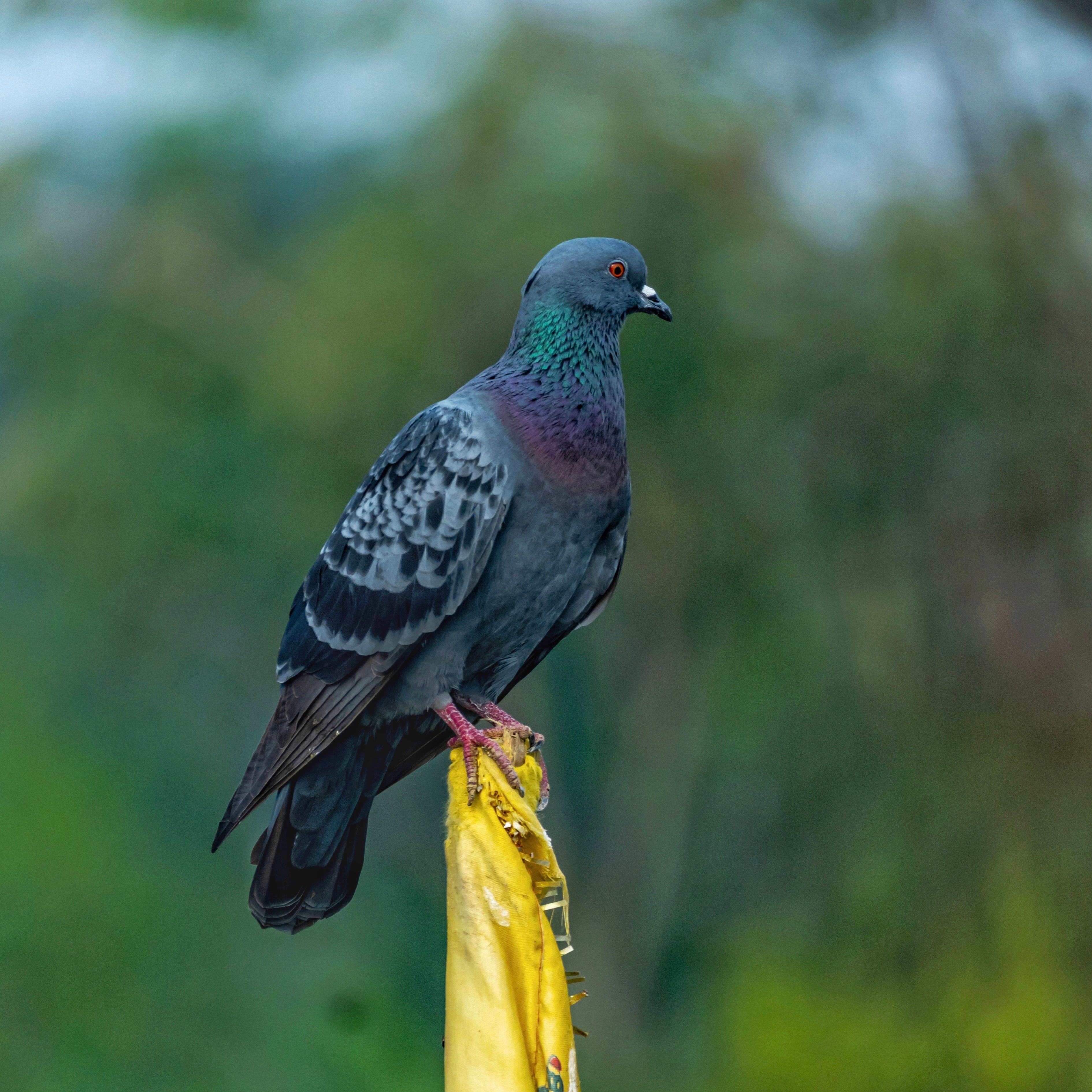 Kostenlos Kostenloses Stock Foto zu afrikanischer vogel, amerikanischer vogel, eine aus der vogelperspektive Stock-Foto