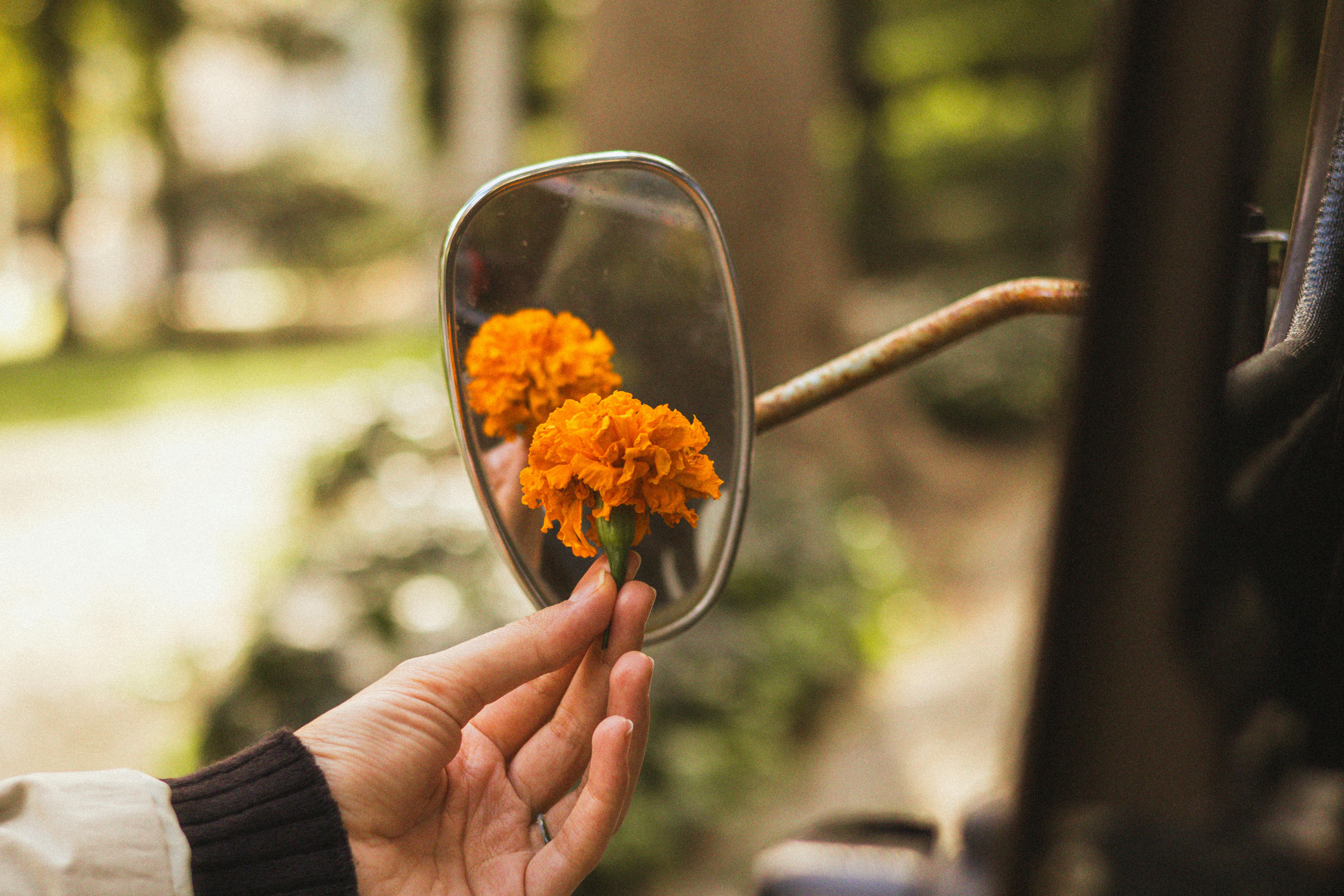 A marigold flower reflected in a vehicle's side mirror held by a hand outdoors.
