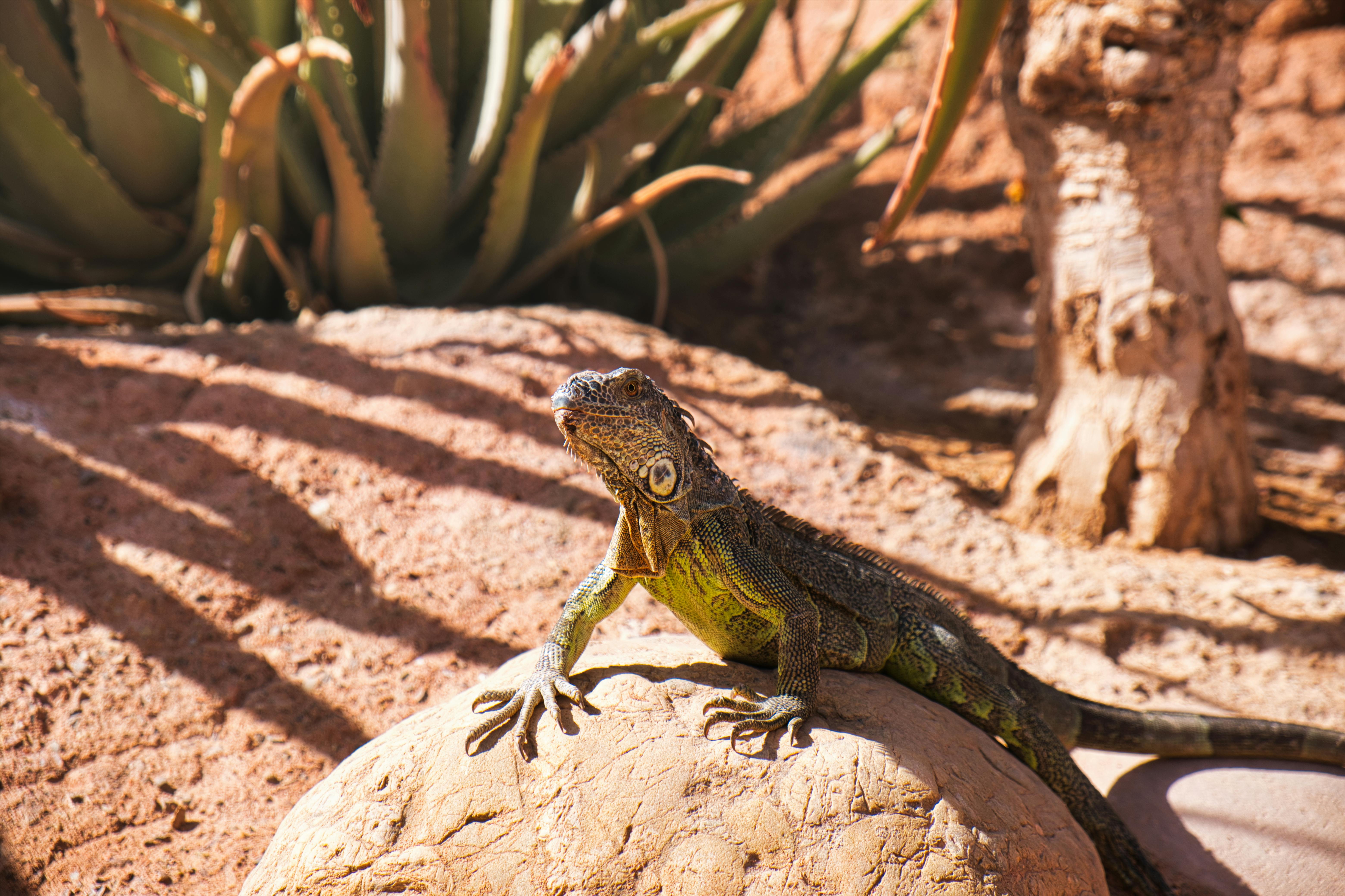 Jurassic dinosaurs had specialized diets to coexist peacefully — Photo by F FEZARi on Pexels