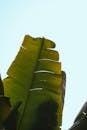 Close-up of Tropical Banana Leaves Against Sky