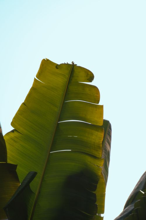 Free Vibrant green banana leaves captured in sunlight against a clear sky. Stock Photo