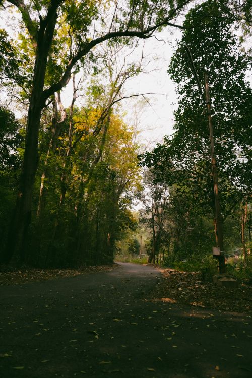 Free A quiet path winds through a lush, sunlit forest, showcasing early fall foliage. Stock Photo