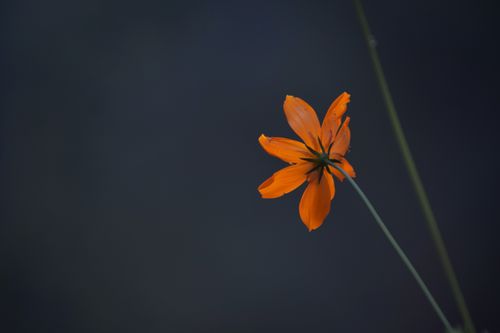 Free Vibrant orange flower captured with a dark, soft-focus background. Stock Photo