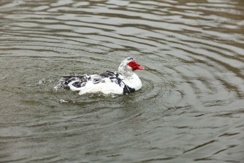 Free Muscovy duck swimming in the calm waters of Zutphen, Gelderland, Netherlands. Stock Photo