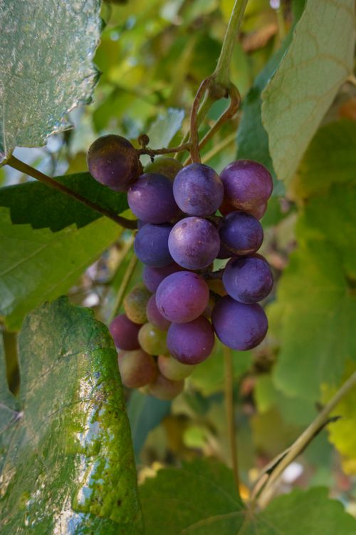 Free Vibrant purple grapes hanging on a vine surrounded by lush green leaves in natural light. Stock Photo