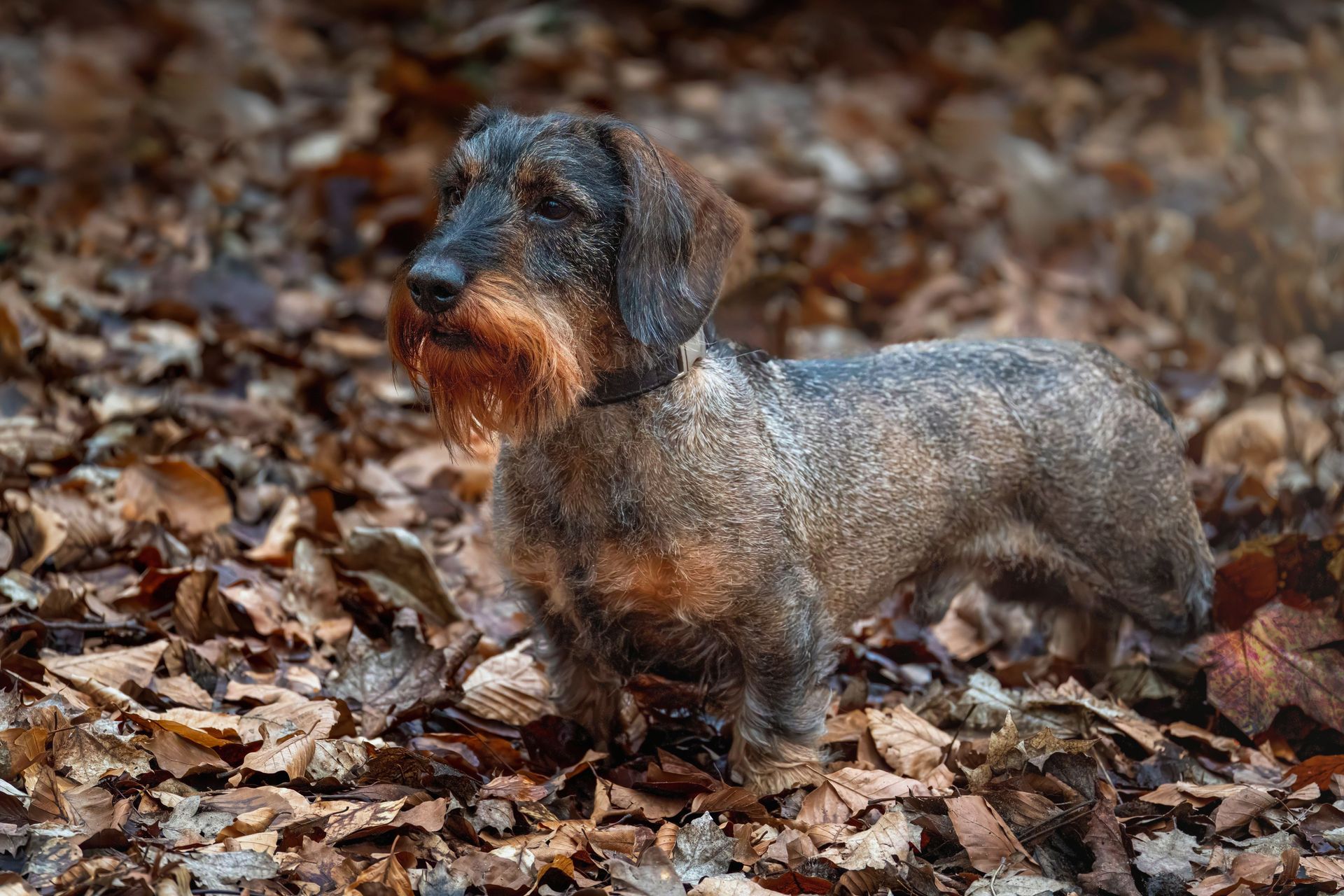 Charming wire-haired Dachshund standing on a bed of autumn leaves, showcasing its curious and watchful demeanor.