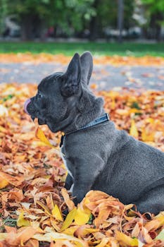 一只可爱的法国斗牛犬小狗坐在户外充满活力的秋叶中