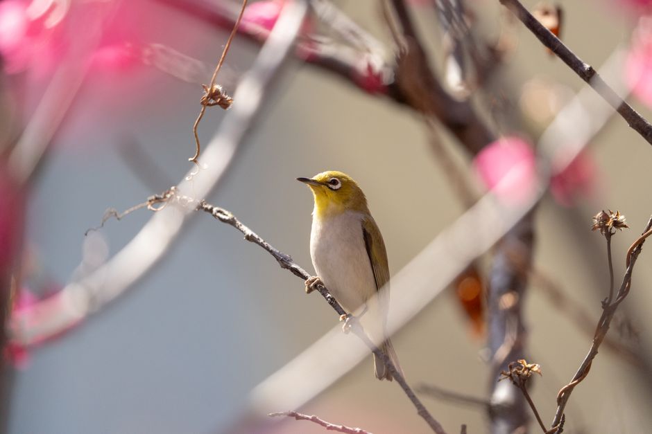 A Japanese White-eye bird perched on a flowering branch, capturing the essence of spring.