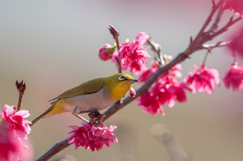 Free A Japanese White-eye bird perched on a cherry blossom branch, highlighting the vibrant pink flowers in spring. Stock Photo