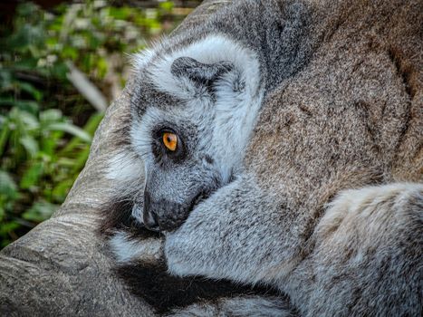 Ranomafana cloud forest lemurs — Madagascar