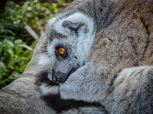Free A detailed close-up of a ring-tailed lemur resting, showcasing its striking orange eyes. Stock Photo