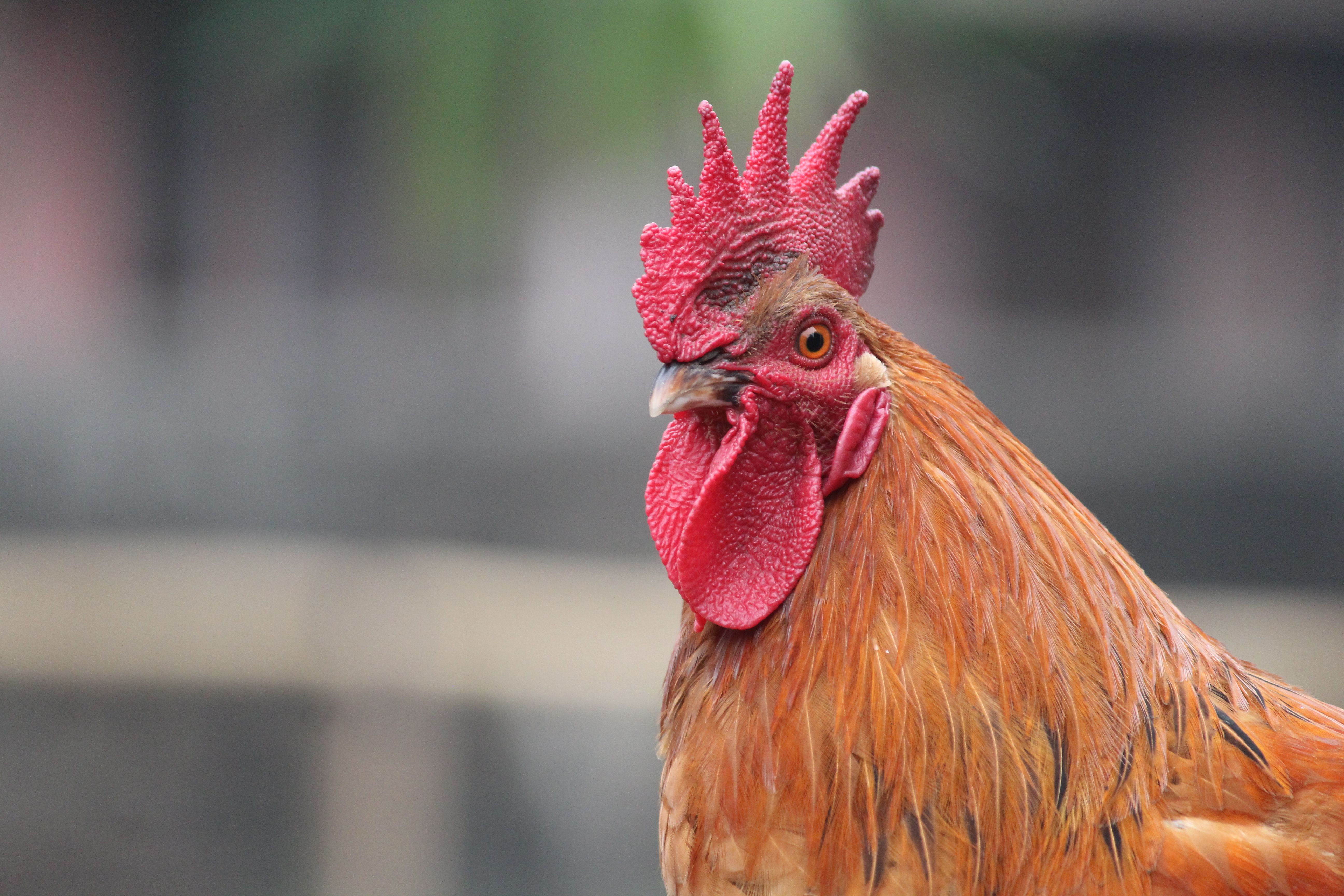 Close-up of Vibrant Red Rooster in Profile View · Free Stock Photo