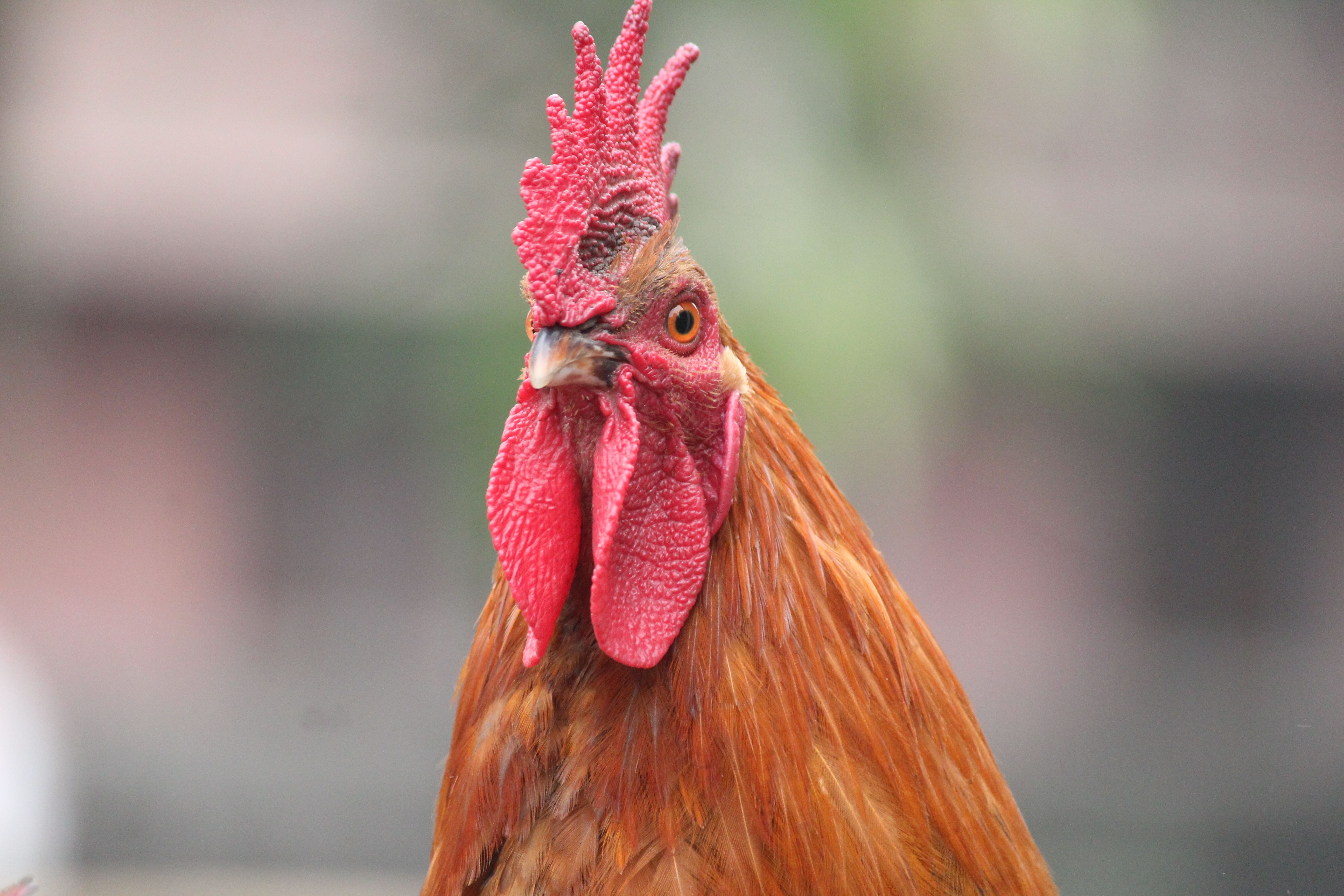 Detailed close-up of a vibrant red rooster, showcasing unique textures.