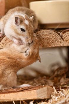 hamster photo