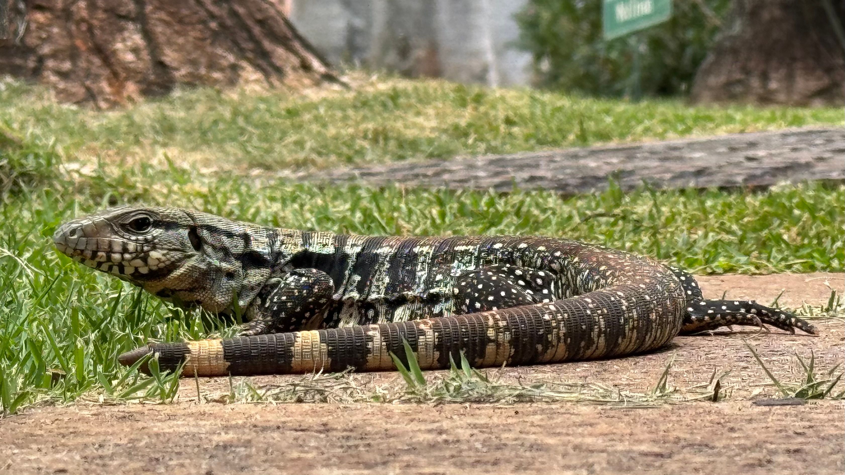 Lizard resting on grass in a natural outdoor setting.
