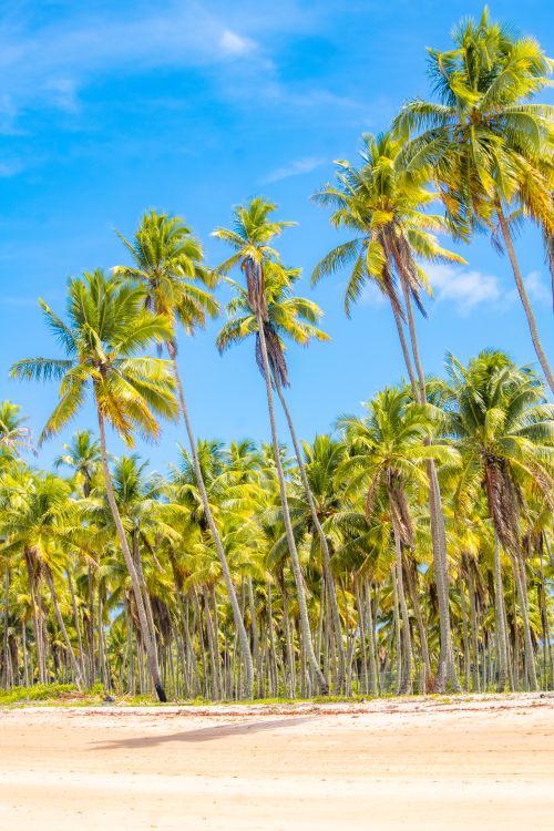 Free Scenic tropical beach featuring lush palm trees under a vibrant blue sky. Stock Photo