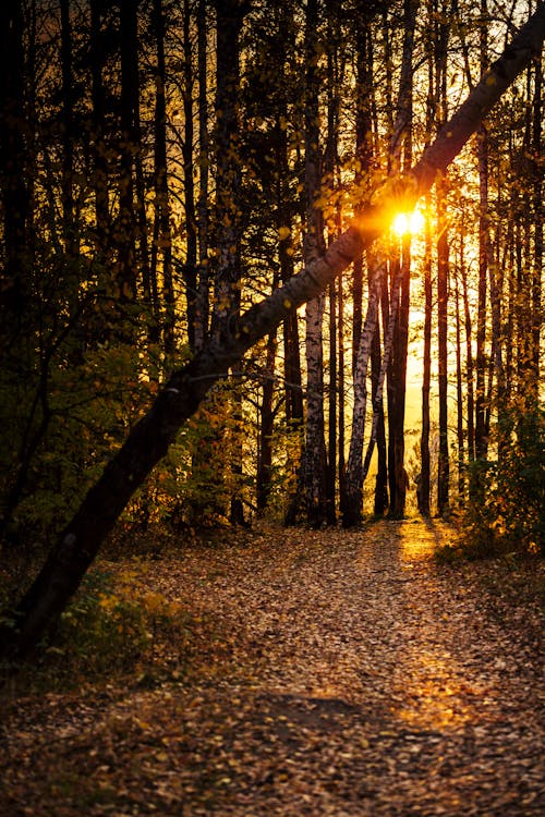 Free Photo of Forest During Golden Hour Stock Photo
