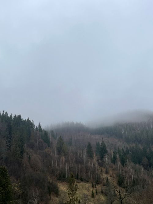 Free Scenic view of the Carpathian Mountains shrouded in mist and fog, capturing a serene natural beauty. Stock Photo