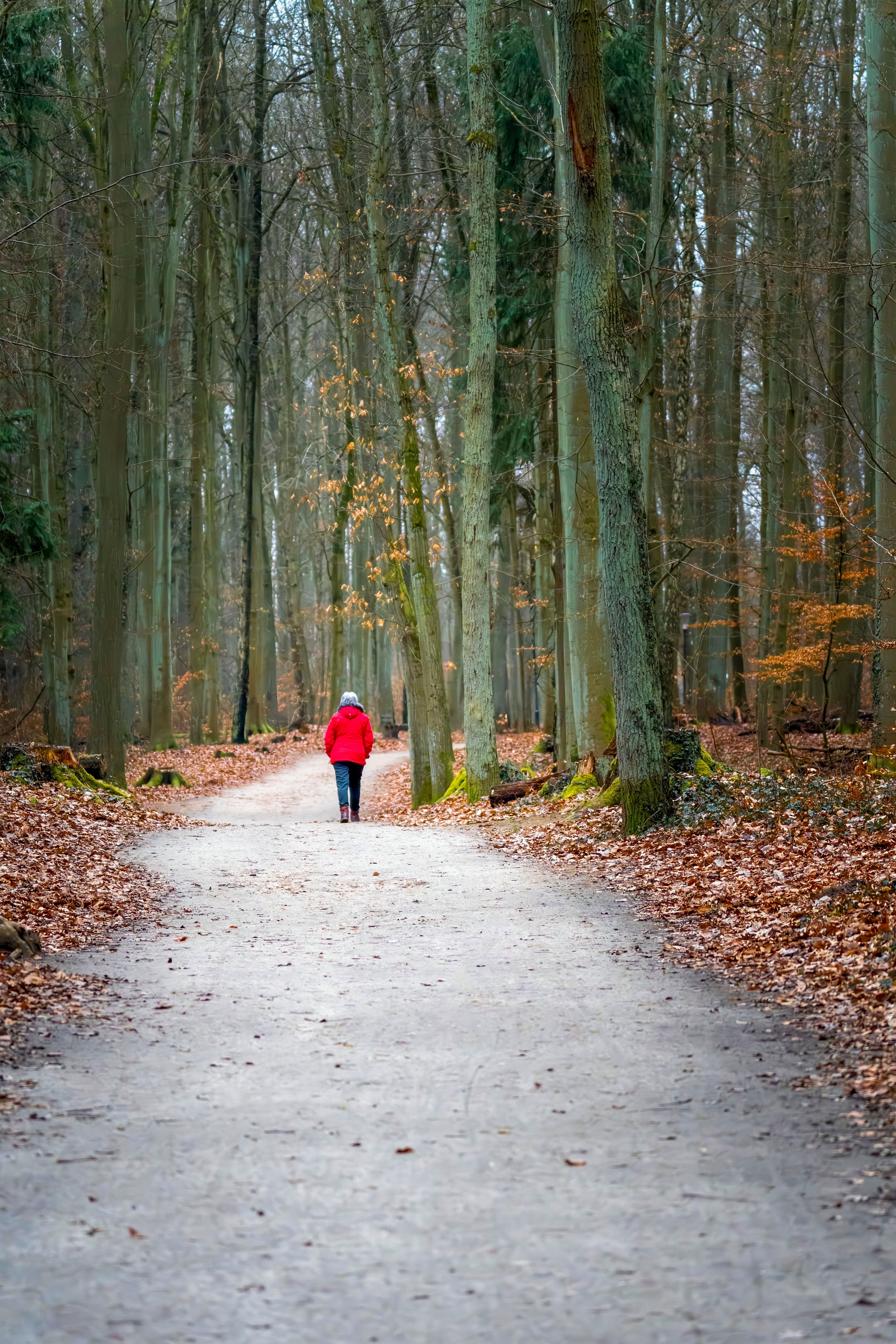 Solitary Walk Through Serene Forest Path · Free Stock Photo