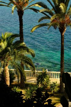 A serene coastal view featuring palm trees by the turquoise sea, perfect for tropical travel themes.