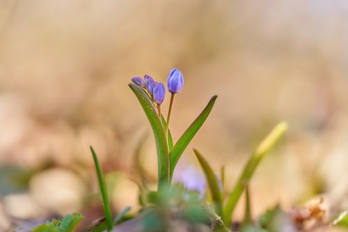 Free Close-up of vibrant blue buds emerging in early spring, symbolizing renewal and growth. Stock Photo