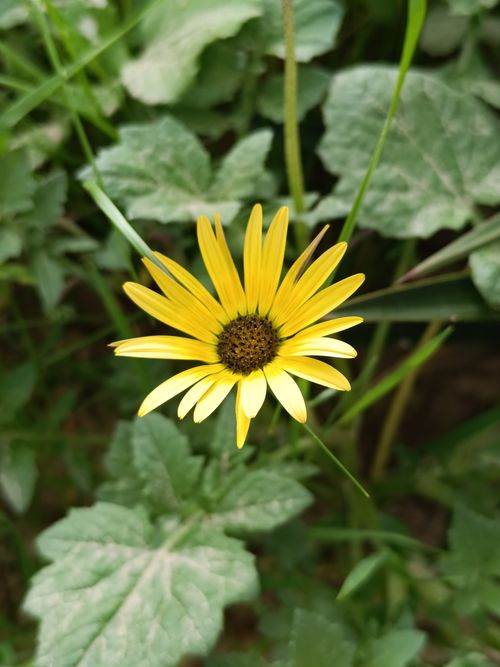 Free Vivid yellow daisy surrounded by green leaves in a natural setting, capturing the essence of summer. Stock Photo