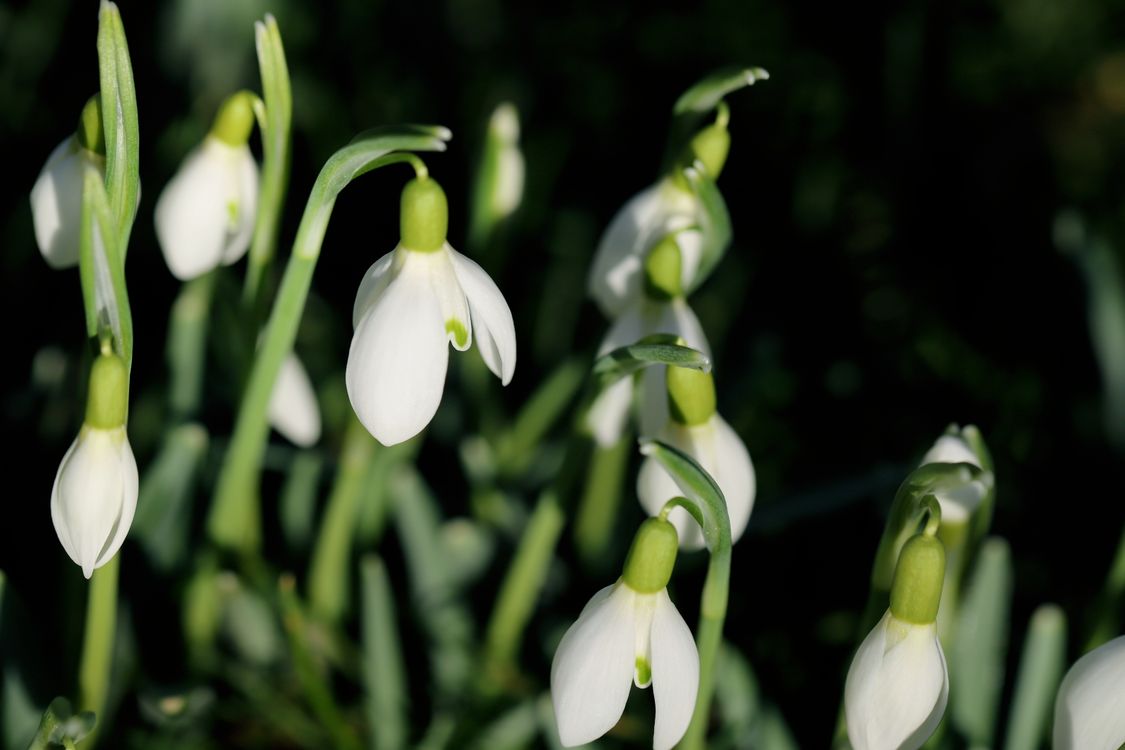 Close-Up of Snowdrops Blooming in Springtime · Free Stock Photo